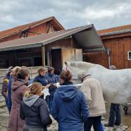 Erste-Hilfe-Kurs für das Pferd