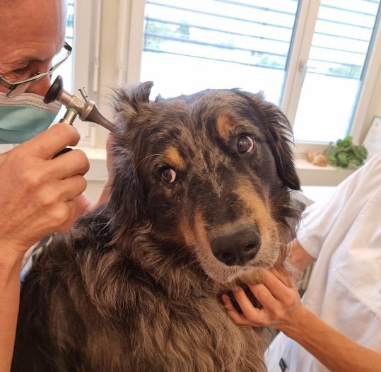 Ohrenentzündung beim Hund