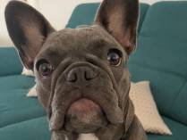 Brachycephales Obstruktives Atemwegssyndrom