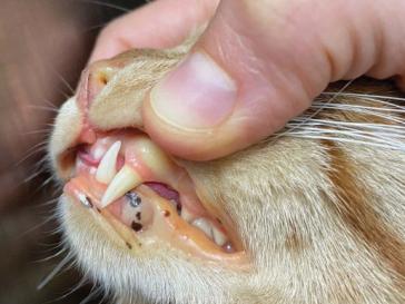 Ikterische Schleimhäute bei einer Katze mit «Gelbsucht»