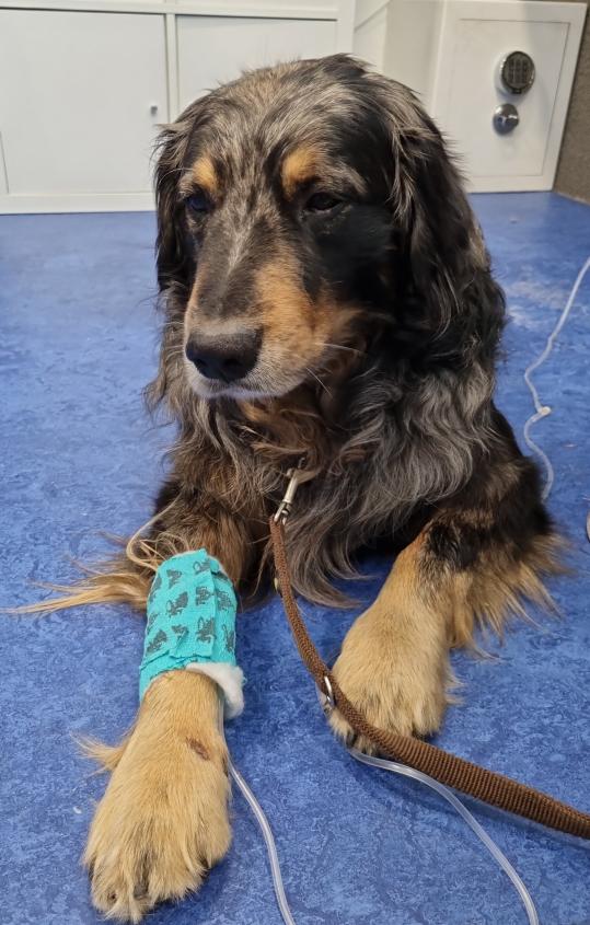 Bauchspeicheldrüsenentzündung (Pankreatitis) beim Hund