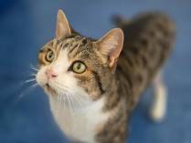 Therapie des Kreuzbandrisses bei kleinen Hunden und Katzen