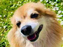 Die 4 Jahreszeiten mit Hund und Katze