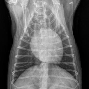 Röntgenaufnahmen des Brustkorbes auf zwei Ebenen mit vergrössertem und abgerundetem Herzschatten und Verdichtung im Lungengewebe.