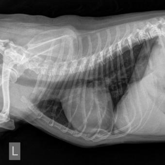 Röntgenaufnahmen des Brustkorbes auf zwei Ebenen mit vergrössertem und abgerundetem Herzschatten und Verdichtung im Lungengewebe.