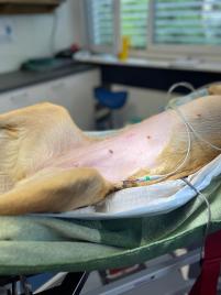 Der Eingriff hinterlässt nur eine sehr kleine Wunde am Bauch der Hündin