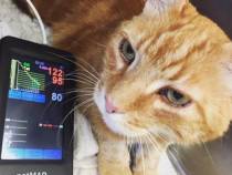 Bluthockdruck bei Katzen