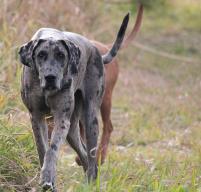 Kreuzbandriss Hund
