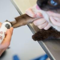 Anästhesie Kleintiere