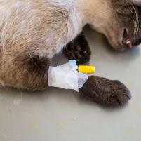 Anästhesie Kleintiere