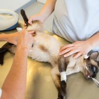 Anästhesie Kleintiere