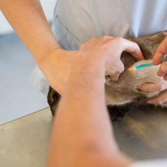 Injektion Kleintiere