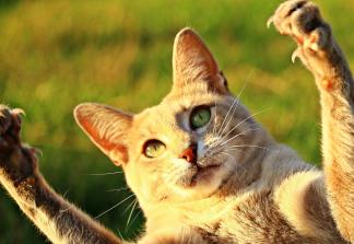 Katze mit ausgefahrenen Krallen