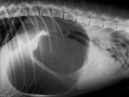 Notfall Magendrehung