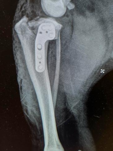 Röntgenbild vom Unterschenkelknochen eines kleinen Patienten nach der TPLO Operation