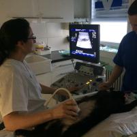 Ultraschalluntersuchung