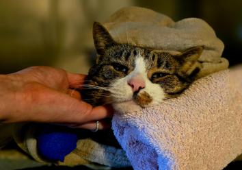 Überwachung beim Aufwachen nach einer Operation