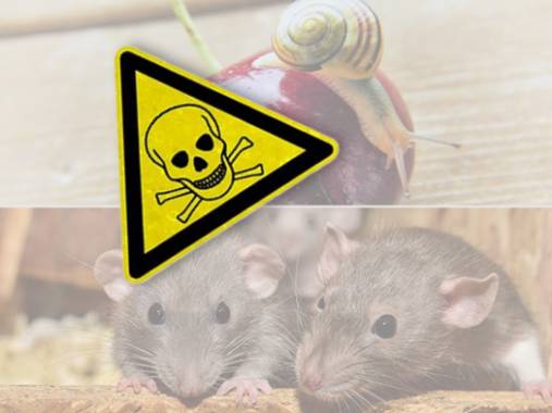 Vergiftungen beim Hund