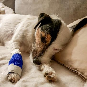 Hund mit Verband