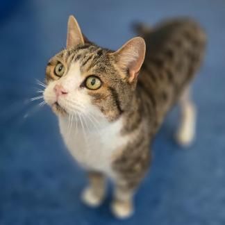 Kater Charlie
