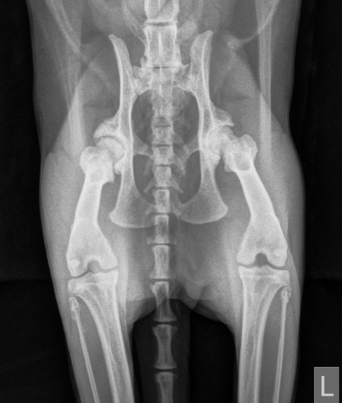 Hüftgelenksdysplasie bei einer Katze