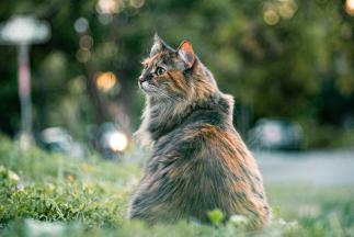 Lebererkrankung bei der Katze