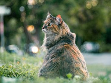 Katze mit Lebererkrankung