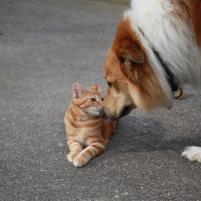 Arthrose bei Hunden und Katzen