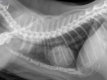 seitliches Thorax Röntgen mit vergrösserter Herz-Silhouette und verdichtetem Lungengewebe