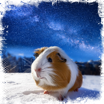 ein pfiffiges Meerschweinchen