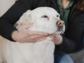 Chiropraktik bei Hund und Katze
