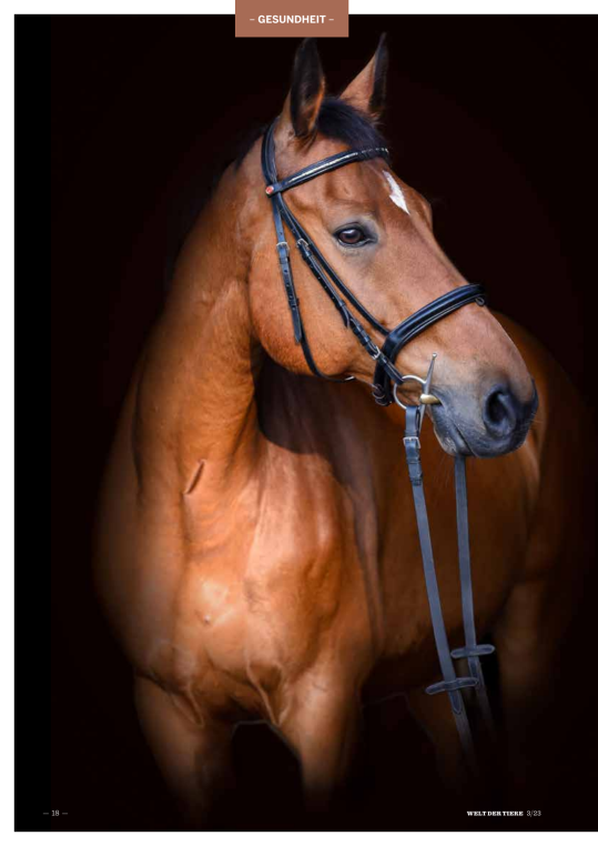 Tiermedizin auf dem Vormarsch - Gesundheit Blasenstein