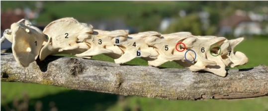 Halswirbelsäule Pferd