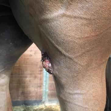 Fibroblastisches Sarkoid