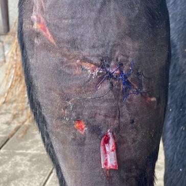 a) Bei der oben gezeigten Wunde wurde zunächst eine Drainage eingelegt, um den Abfluss von Wundsekret sicherzustellen; anschließend erfolgte der Wundverschluss mittels einer Naht.