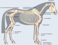 Gelenke beim Pferd, die an Arthrose erkranken können.