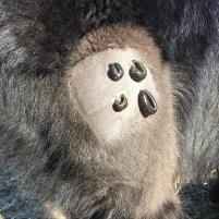 Blutegel Hämatom Pony