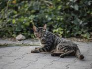 Kleintier Versicherung