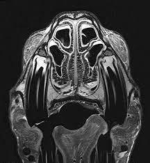 Querschnitt eines Pferdeschädels im MRT: Nasenmuscheln und Nasennebenhöhlen-System des Pferdes