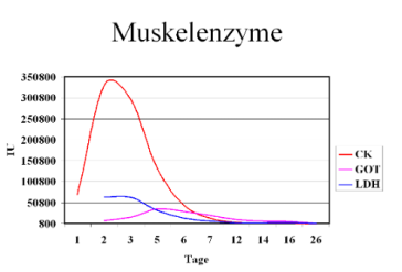 Diagramm Muskelenzyme