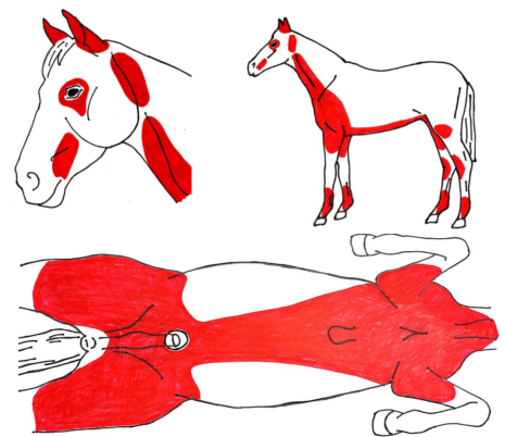 © ISME Pferdeklinik Bern