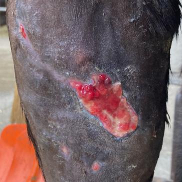 b) Ein Teil der Haut ist infolge einer beeinträchtigten Blutversorgung abgestorben, sodass der verbleibende Wundbereich sekundär heilen musste. Zusätzlich bildete sich geringfügig überschießendes Granulationsgewebe.