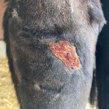 c) Die Wunde ist sekundär verheilt. Sie wird sich im weiteren Verlauf durch Kontraktion weiter verkleinern, bis schließlich eine Narbe zurückbleibt.