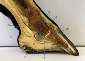 Anatomie im Hufbereich