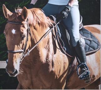 Pferdeversicherung Epona