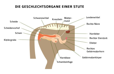 Die Geschlechtsorgane der Stute