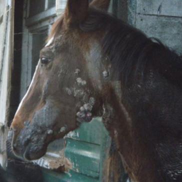 Malevolentes Sarkoid