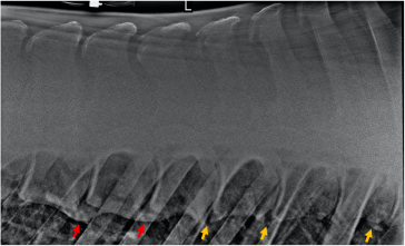 Der Kopf des Pferdes zeigt nach rechts. Rote Pfeile: Bereiche mit vollständiger Überbrückung. Orange Pfeile: Bereiche mit Osteophyten ohne vollständige Überbrückung.