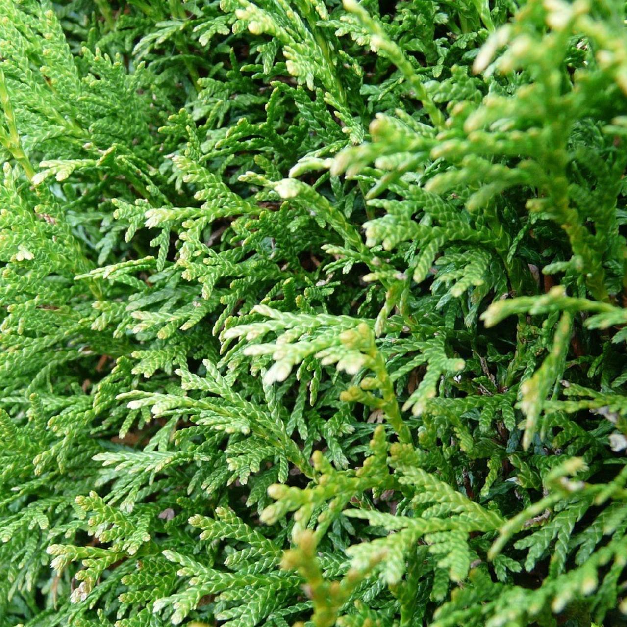 kaktus mexiko Blühender Kaktus Mexiko main image 1
