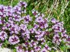 Thymian